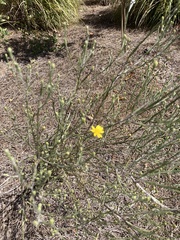 Chrysopsis gossypina