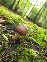 Pluteus