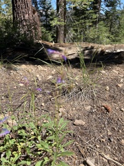 Penstemon