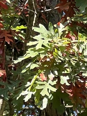 Quercus cerris