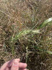 Elymus villosus