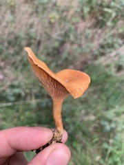 Hygrophoropsis aurantiaca
