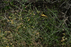 Papilio polyxenes rudkini