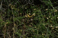 Papilio polyxenes rudkini