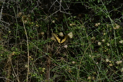 Papilio polyxenes rudkini