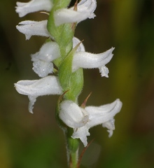 Spiranthes bightensis