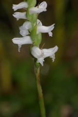 Spiranthes bightensis
