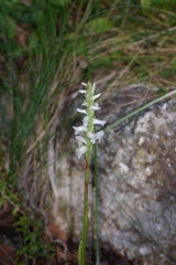 Spiranthes bightensis