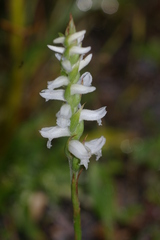 Spiranthes bightensis