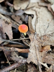 Mycena acicula