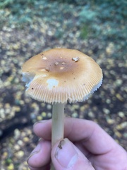 Amanita crocea