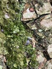 Mycena pseudocorticola