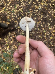 Amanita crocea