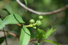 Stillingia sylvatica