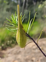 Asclepias linaria