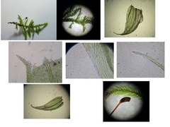 Brachythecium erythrorrhizon