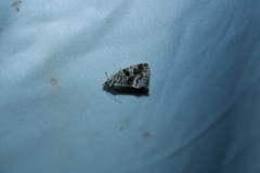 Protodeltote muscosula