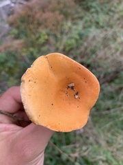 Hygrophoropsis aurantiaca