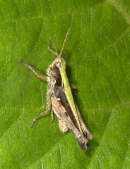 Orphulella