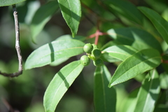 Stillingia sylvatica