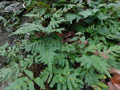 Pleopeltis thyssanolepis