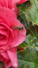 Vespula germanica