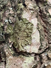 Melanelixia glabratula