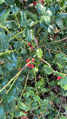 Ilex cornuta