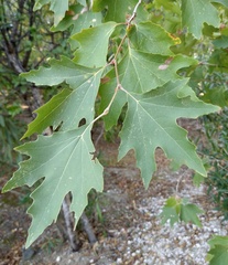 Platanus orientalis