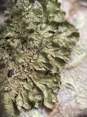 Melanelixia glabratula