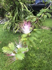 Calliandra