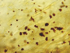 Suillus clintonianus