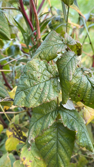 Rubus idaeus
