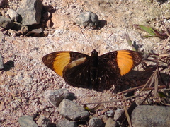Adelpha melanthe