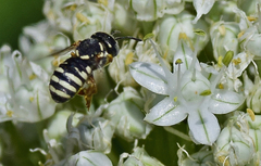 Eoanthidium