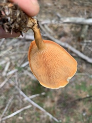 Hygrophoropsis aurantiaca