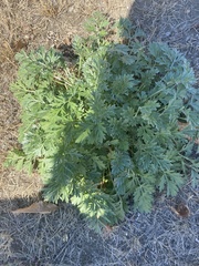 Artemisia absinthium