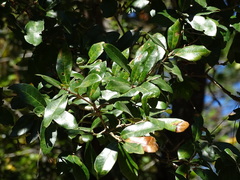 Quercus virginiana