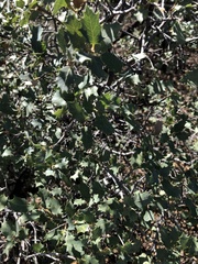 Quercus turbinella