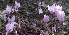 Cyclamen graecum graecum