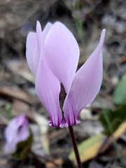 Cyclamen graecum graecum