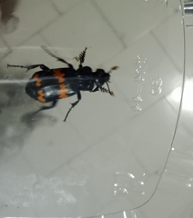 Nicrophorus mexicanus