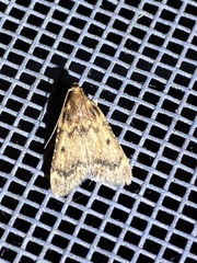 Aglossa disciferalis