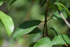 Stillingia sylvatica