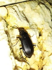 Nebria