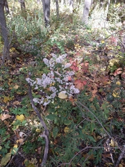Symphyotrichum urophyllum