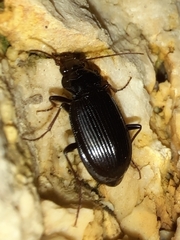 Nebria