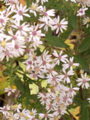 Symphyotrichum urophyllum