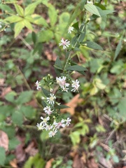 Symphyotrichum lateriflorum
