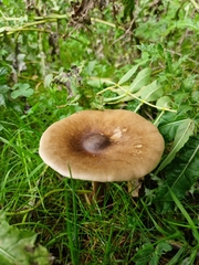 Melanoleuca grammopodia